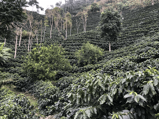 Bolivian Coffee Farm