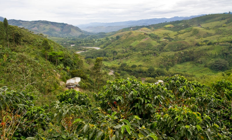 Coffee farm in Colombia