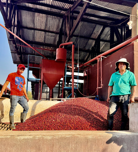 Guatemala’s Harvest Hope | Brewing Success Beyond the Bean