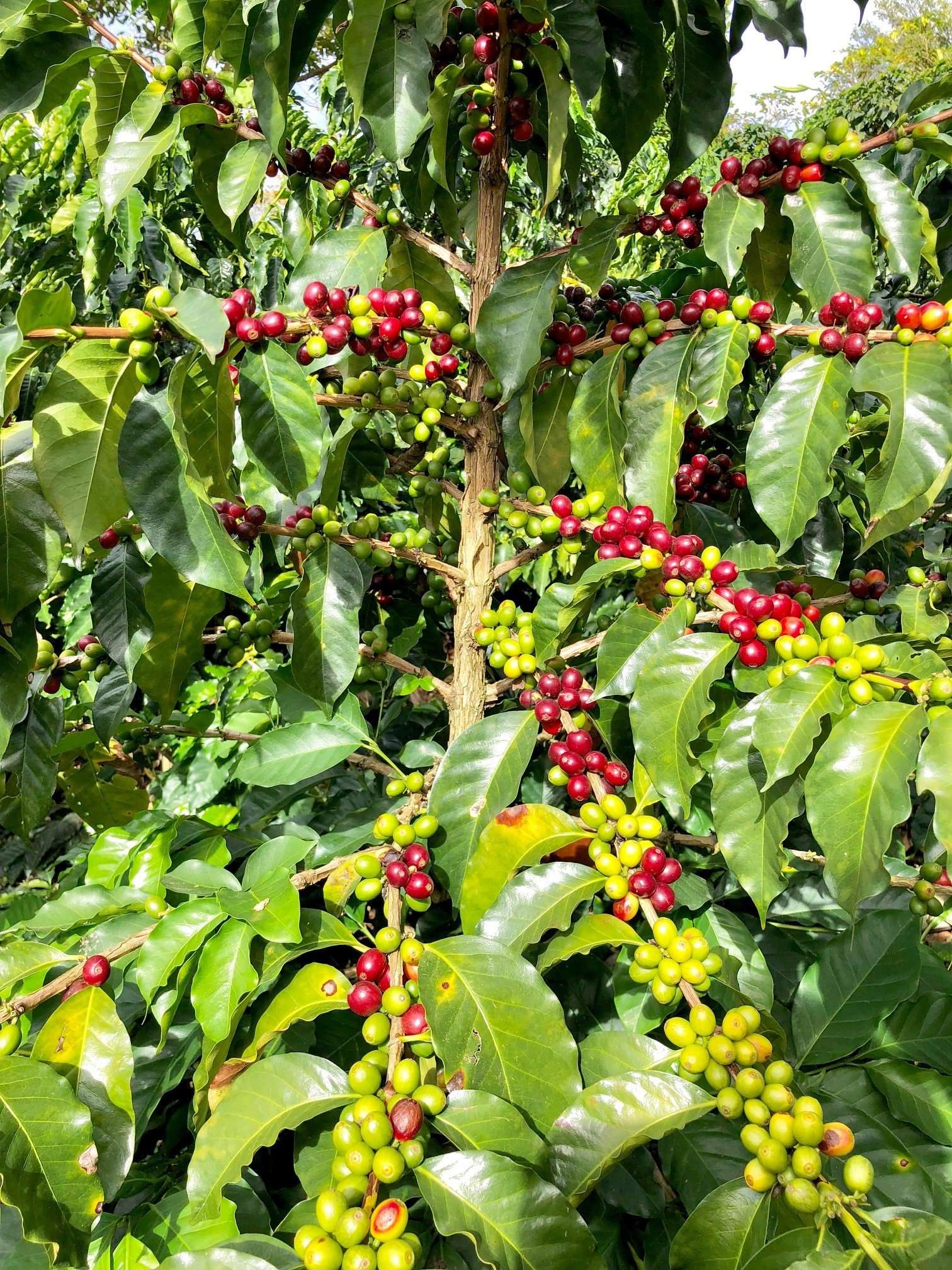 Coffee cherries