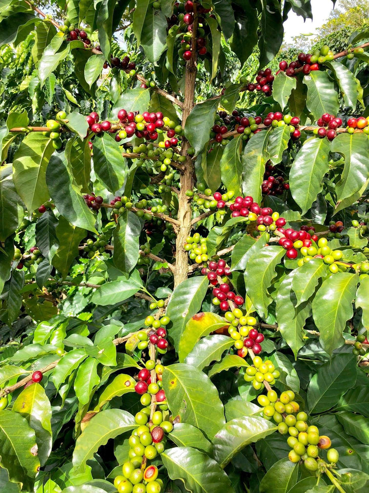 Coffee cherries