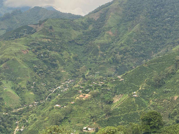 high altitude coffee farm