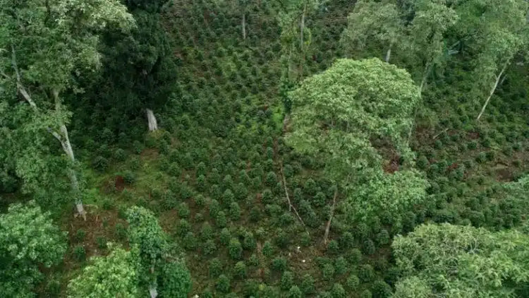 Ethiopia Shantawene Natural G1 - Limited Quantities