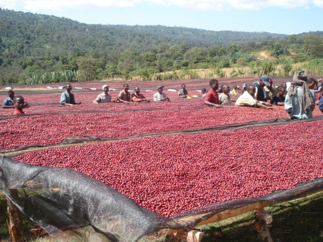 Ethiopia Shantawene Natural G1 - Limited Quantities