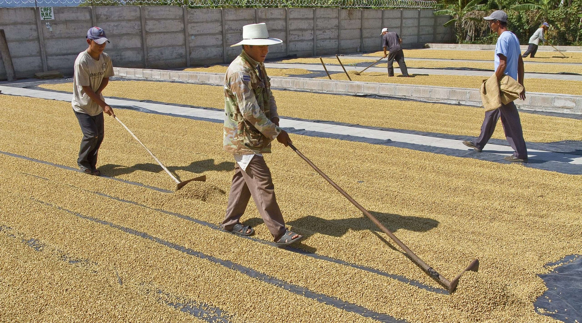 Guatemala Specialty Coffee