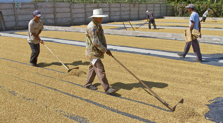 Guatemala Specialty Coffee