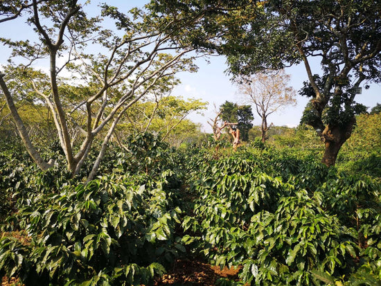 Shade Grown Coffee