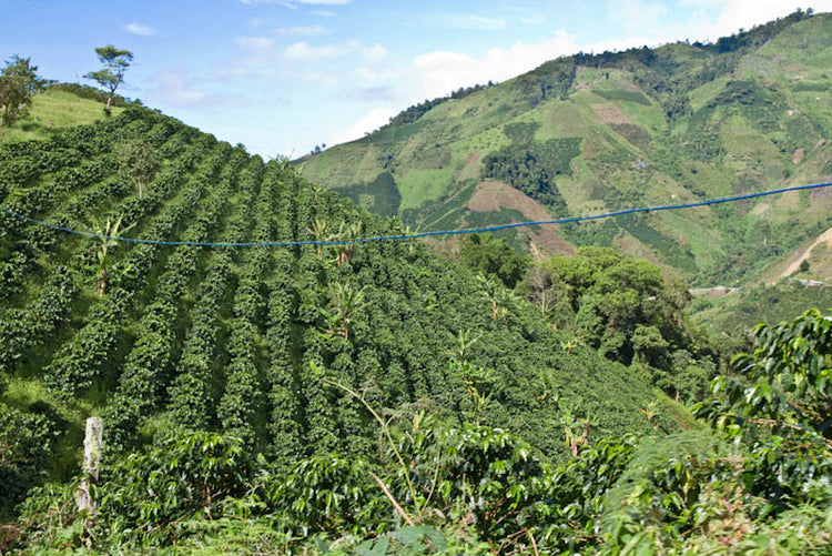 Colombian El Paraíso