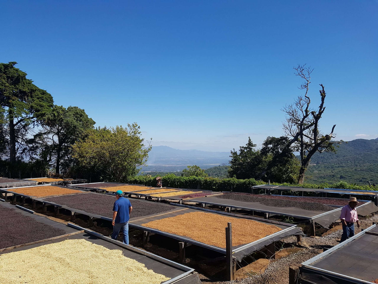 Coffee drying beds