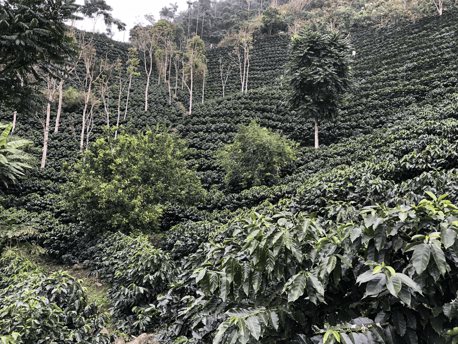 Bolivian coffee deals