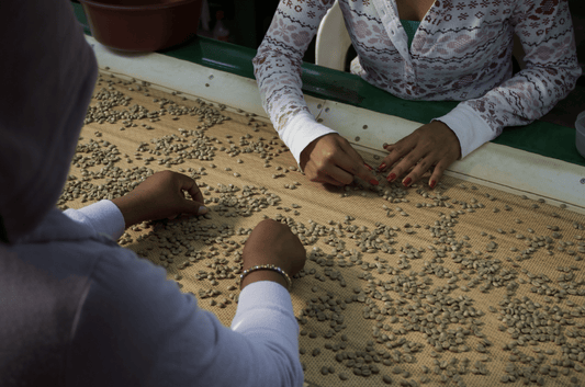 Dry Milling Green Coffee and Its Significance on Quality
