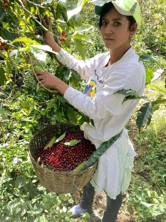 The Journey of Coffee: Harvesting, Drying and Wet Milling Coffee