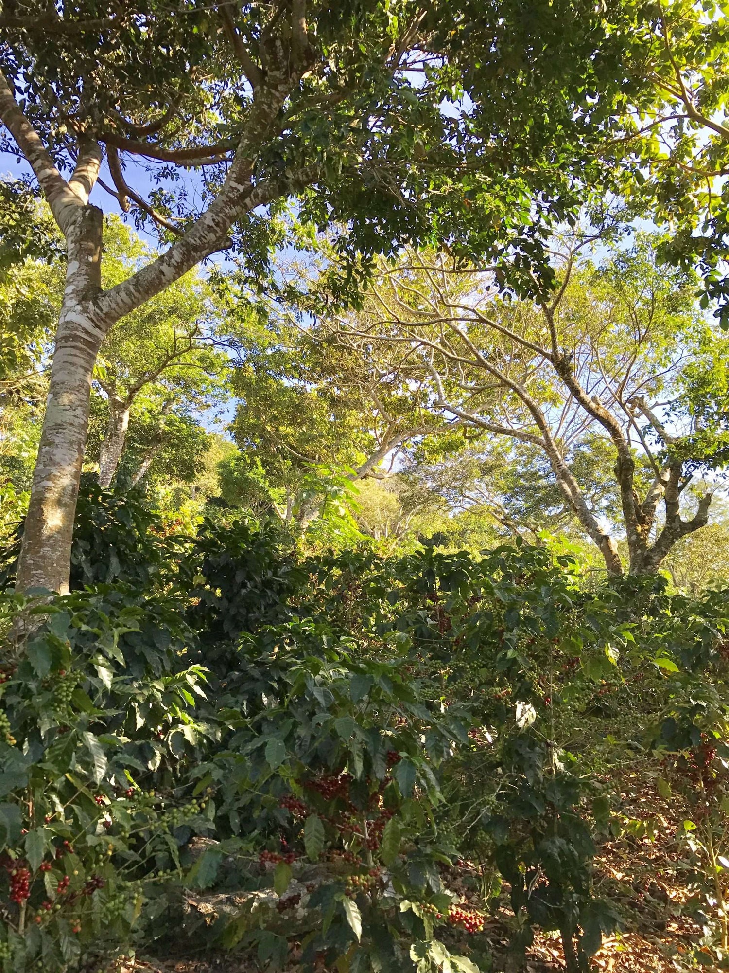 Shade Grown Coffee