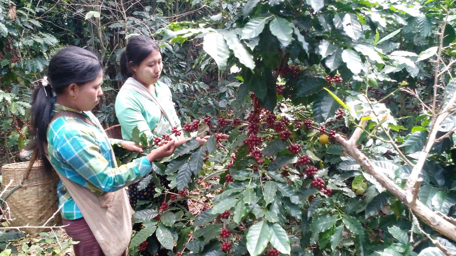 A scenic view of a coffee farm, highlighting the potential for sustainable and responsible government spending