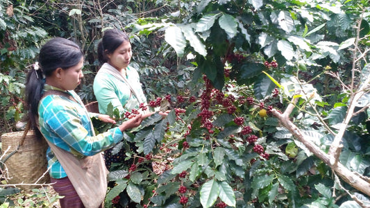 Unveiling Myanmar's Unique Coffee Revolution | Discovering Sin Net Chaung