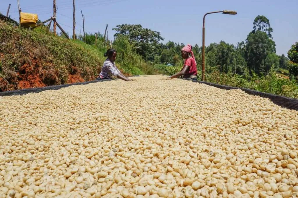 New Crop Coffee : What is it and Why Does it Matter?