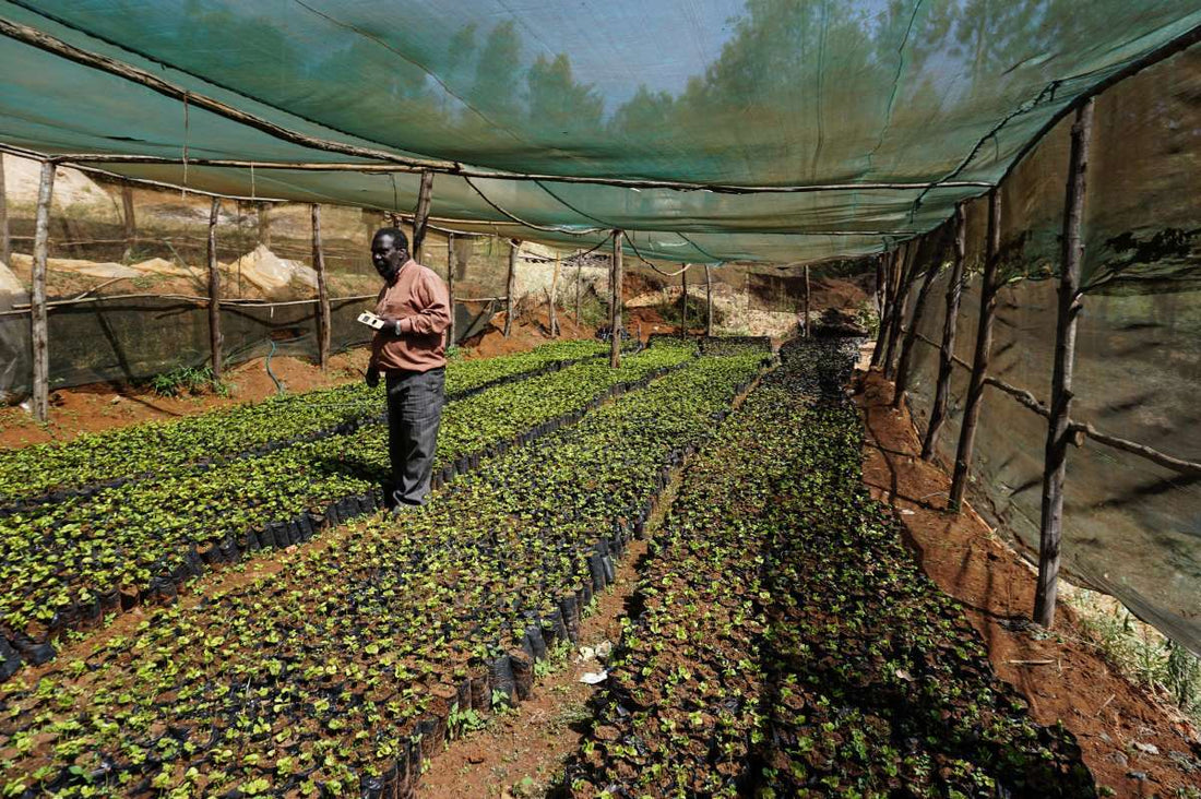 Coffee Farm Care and Maintenance