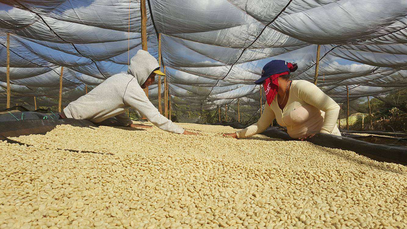 Coffee parchment