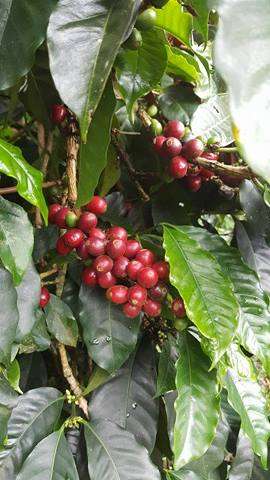 coffee cherries