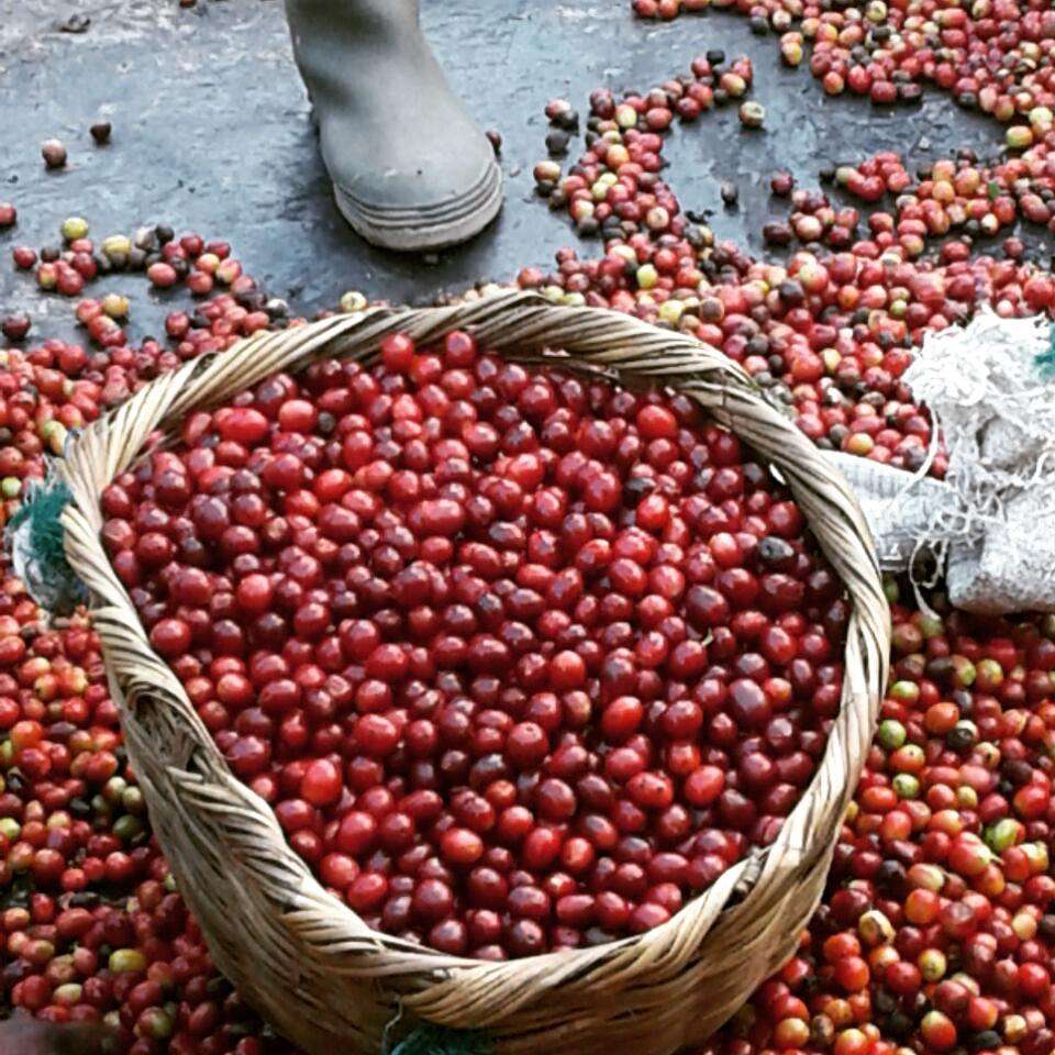 Coffee cherries