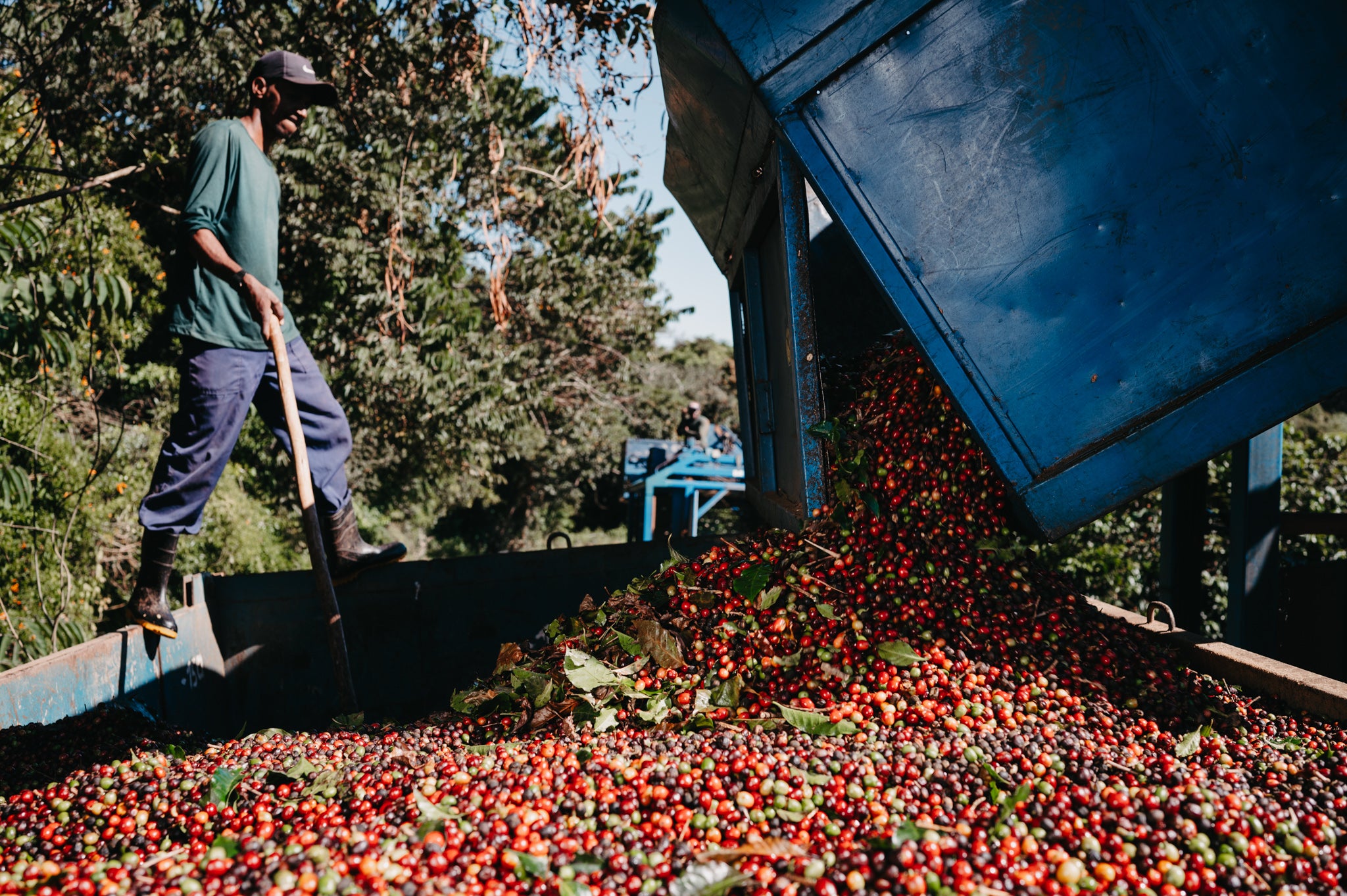 Brazil Campo Vertentes - Direct Trade Single Origin Coffee