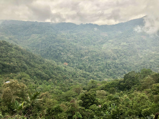 Coffee trees