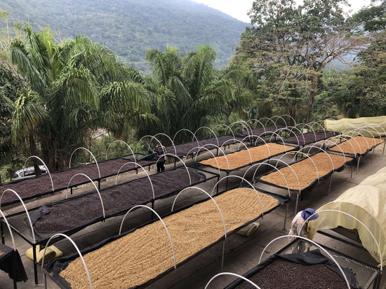Coffee drying beds