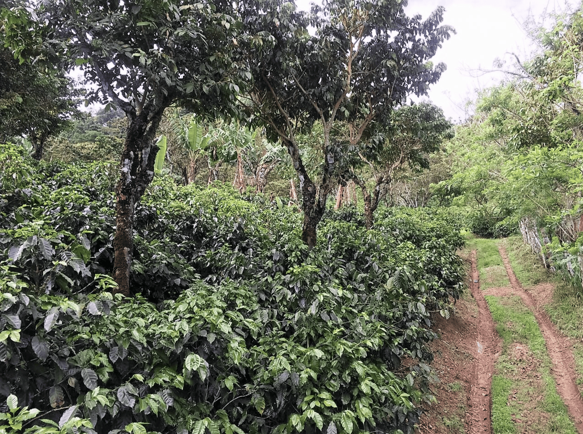 Coffee farm