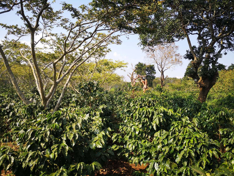 Shade Grown Coffee