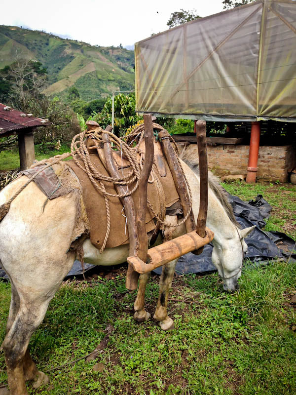 Colombian El Paraíso