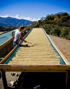 Costa Rica Micro Mill coffee beds direct trade Fratello 