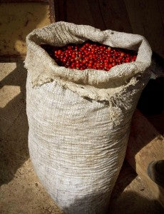 Costa Rica red coffee cherries costa rican red coffee cherries