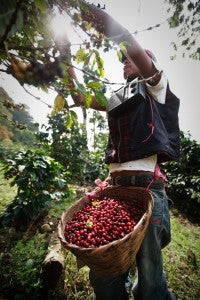 Coffee cherries harvesting red coffee cherries