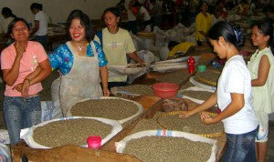 hand sorting dried washed coffee direct trade