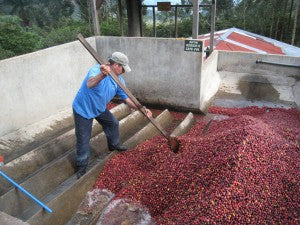 washing coffee cherries wet mill beneficio direct trade
