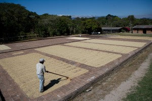 fully washed sun drying patio coffee direct trade