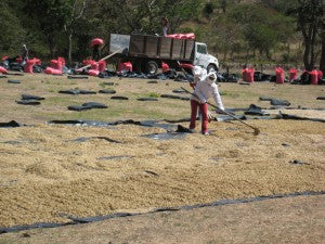 sun dried honey coffee direct trade fratello