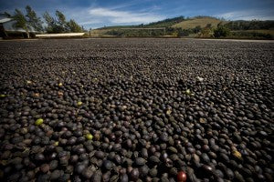 natural processed passa sun dried brazil coffee direct trade