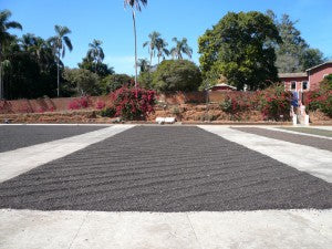 natural processed passa sun dried brazil coffee direct trade