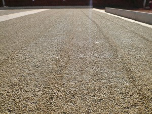 pulped natural honey prep coffee sun dried
