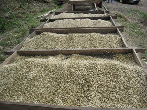raised african coffee dried micro lot fratello direct trade