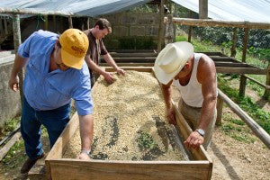 Nicarguan Finca Mama Mina nicaraguan matagalapa direct trade coffee micro lot Fratello raised african beds