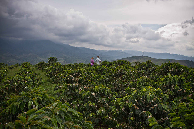 colombian huila suaza sauza fratello coffee direct trade