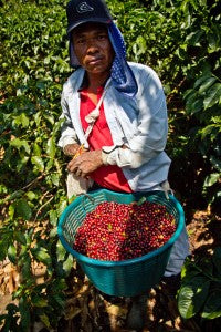 Costa Rica red coffee cherries direct trade