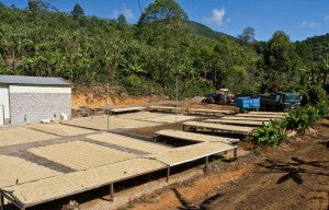 Costa Rica Micro Mill coffee beds direct trade Fratello 
