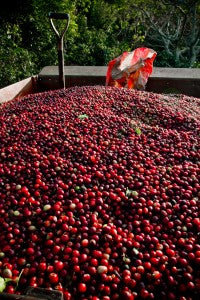 Costa Rica Red Coffee Cherries Tarrazu
