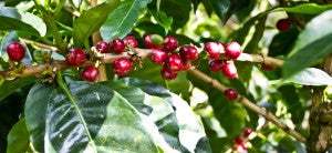 Panama Boquete, Red Geisha Panama Boquete Geisha Finca Mama Cata Coffee Cherry