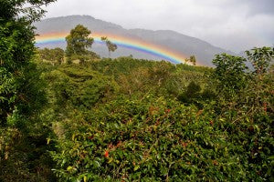 Panama Boquete, Finca Mama Cata Panama Boquete Geisha Finca Mama Cata