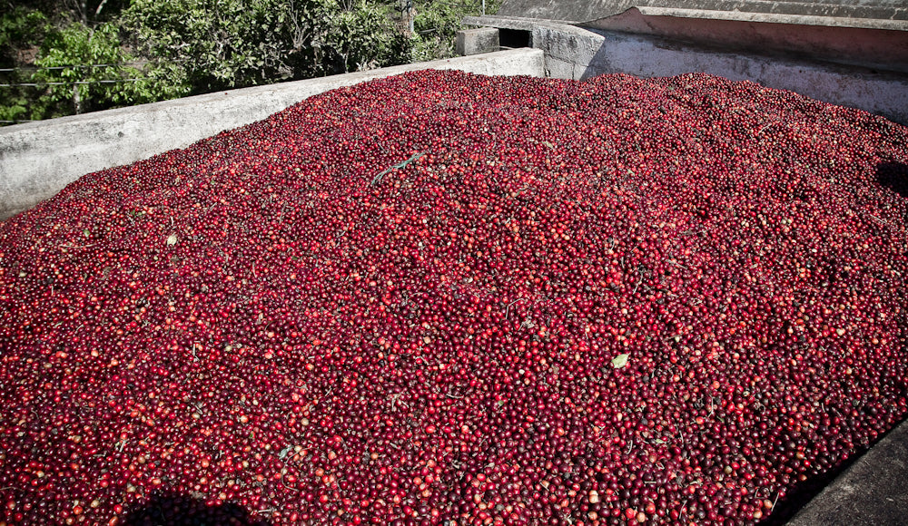 Guatemala coffee red cherries direct trade fratello