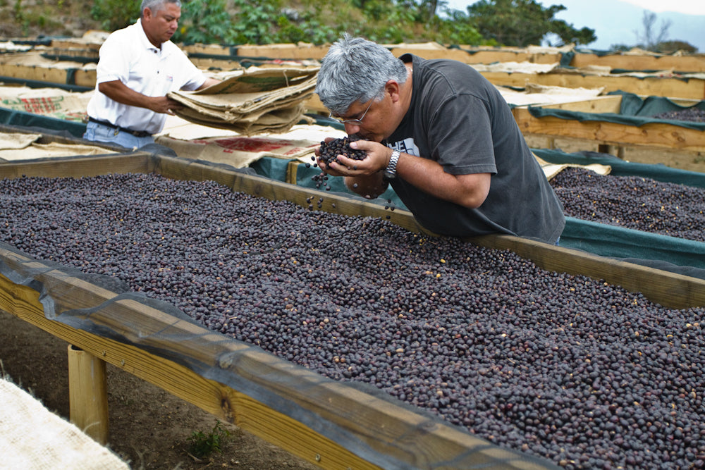 Gilberto smelling the Natural processed Bourbon Finca Los Pirineos El Salvador Direct Trade Fratello